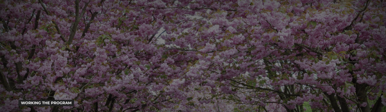 Dark image with cherry blossoms in the background